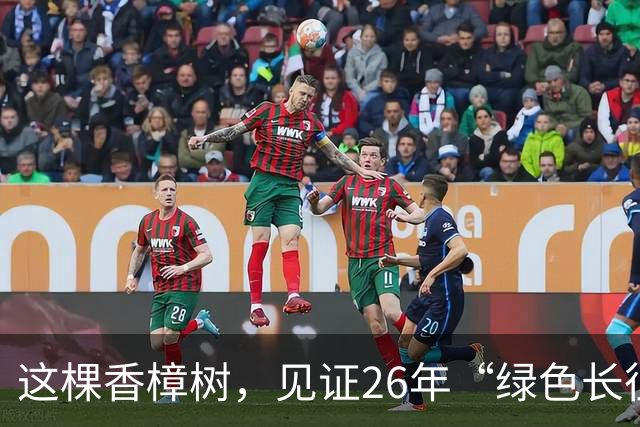 这棵香樟树，见证26年“绿色长征”